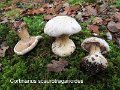 Cortinarius scaurotraganoides-amf1964